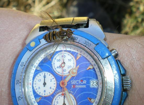 Episyrphus balteatus F (Syrphidae)